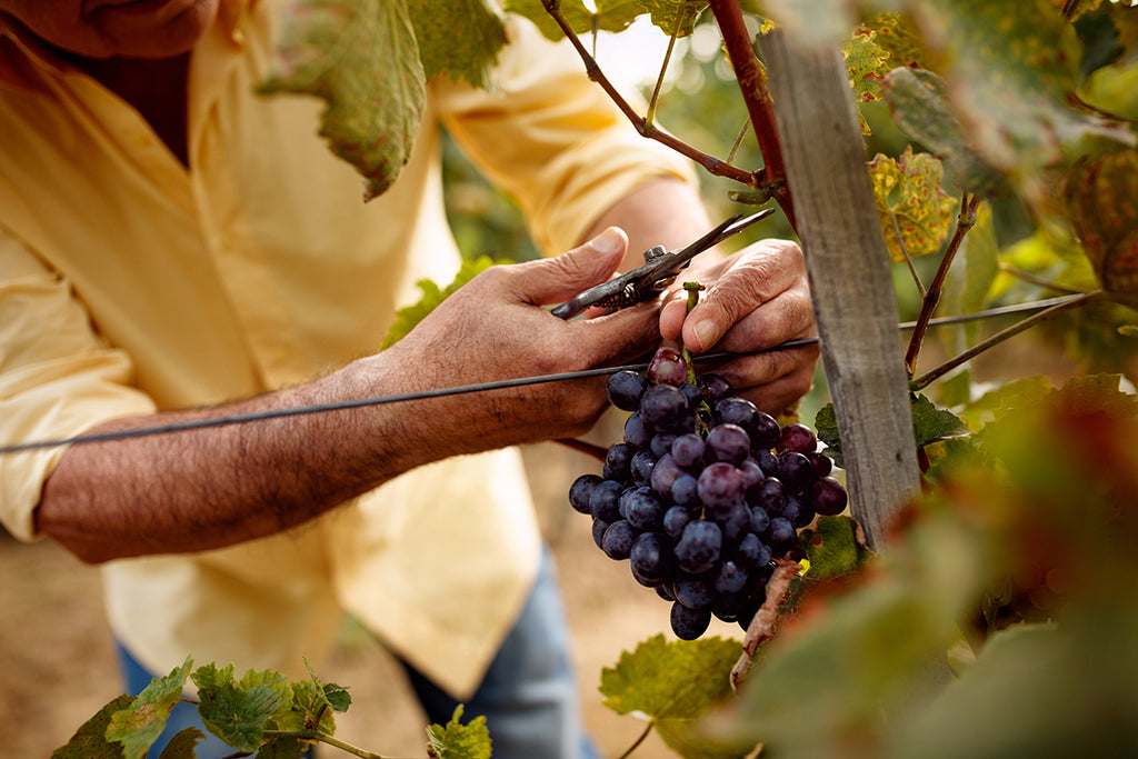 Recolección de uvas tintas gallegas para la elaboración de vino en Galicia.