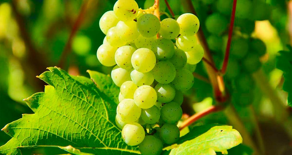Godello Monterrei uva blanca