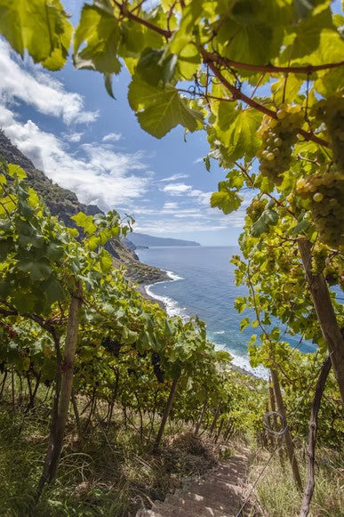 Viñedo de clima atlántico