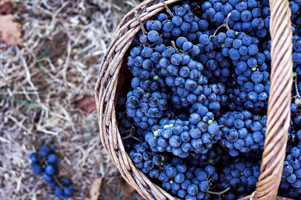 Cesta de recolección de uvas tintas gallegas