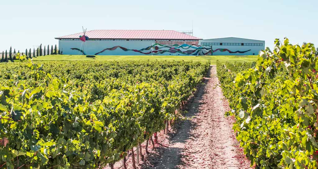 Viñedo de suelo granitico