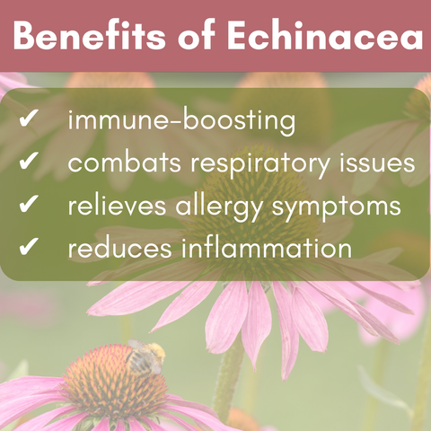 Echinacea boots the immune system