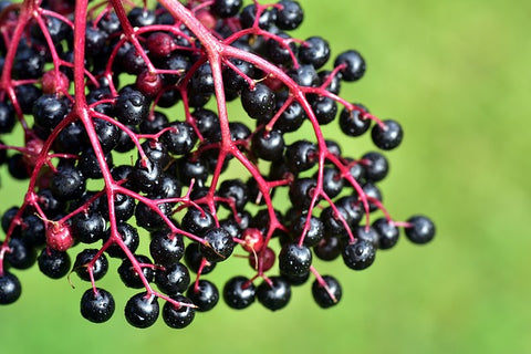 Sambucas Niegra - Black Elderberries