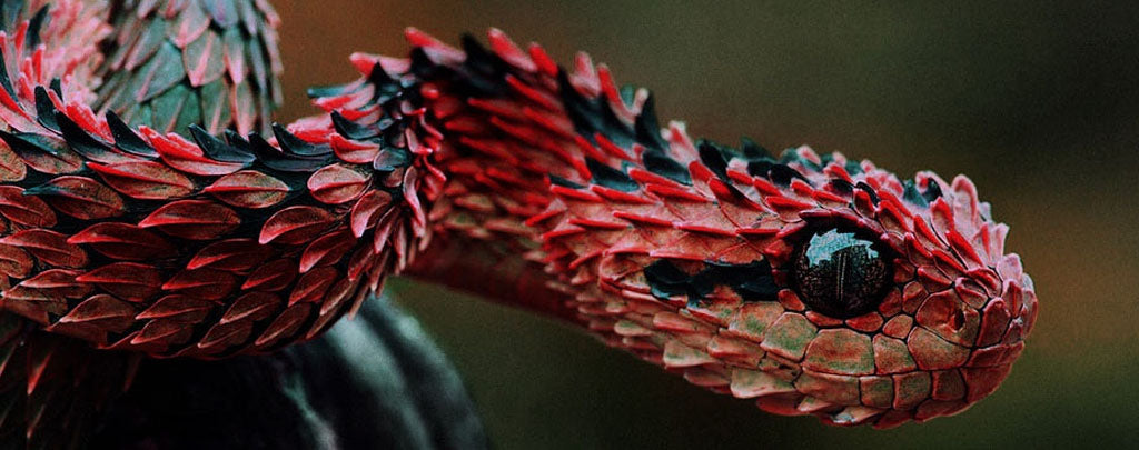 Dragon Snake Red Scales