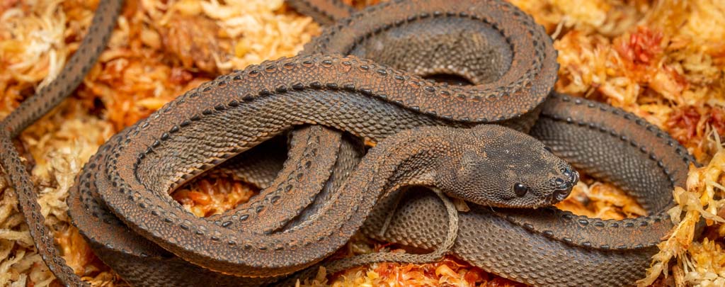 Dragon Snake Xenodermus Javanicus