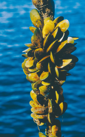 Die Grünlippmuschel wächst in ihrer Heimat Neuseeland an speziellen Seilen