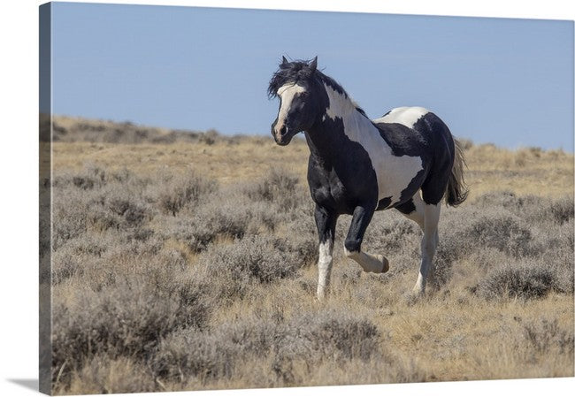 black and white paint horses