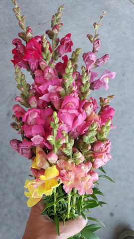 snapdragons