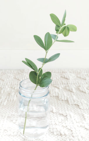 baptisia for flower bouquet