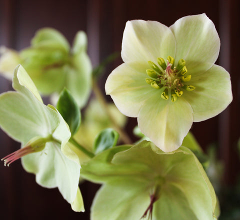 hellebore