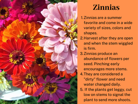 zinnia