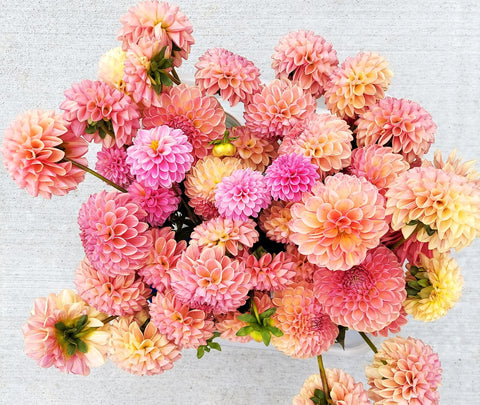 dahlias