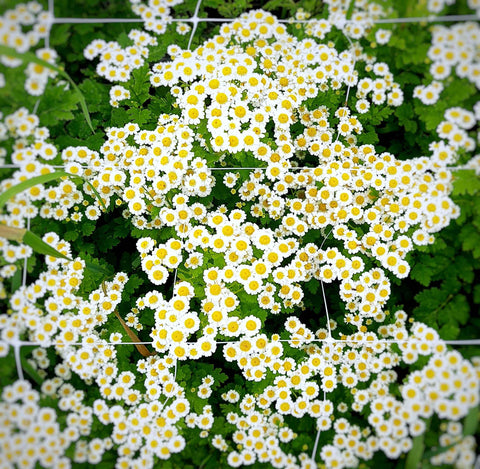 feverfew