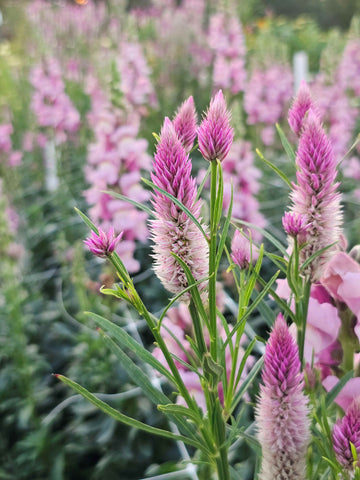 flamingo feather celosia