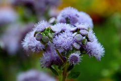 ageratum