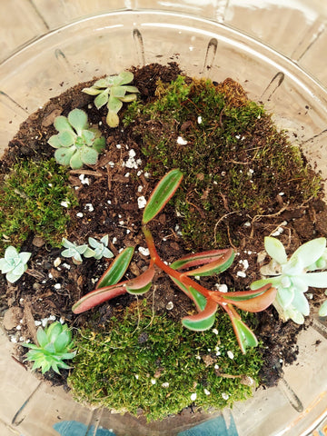 terrarium with plants