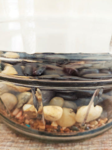 terrarium with rocks