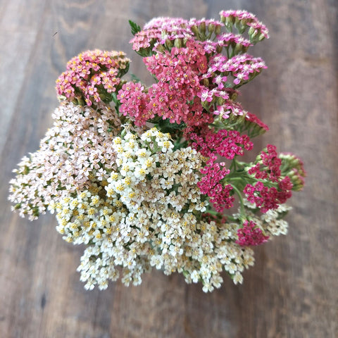 Yarrow