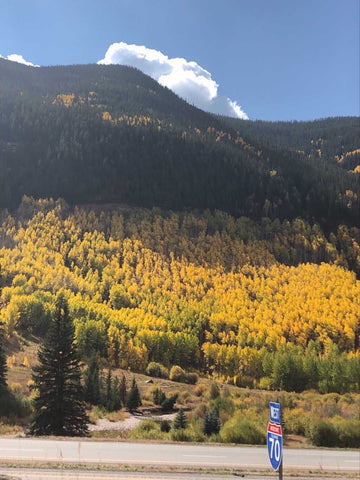 Colorado Fall Tress