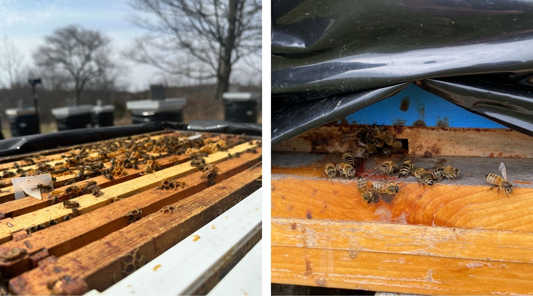 treating honey bees for disease in the spring