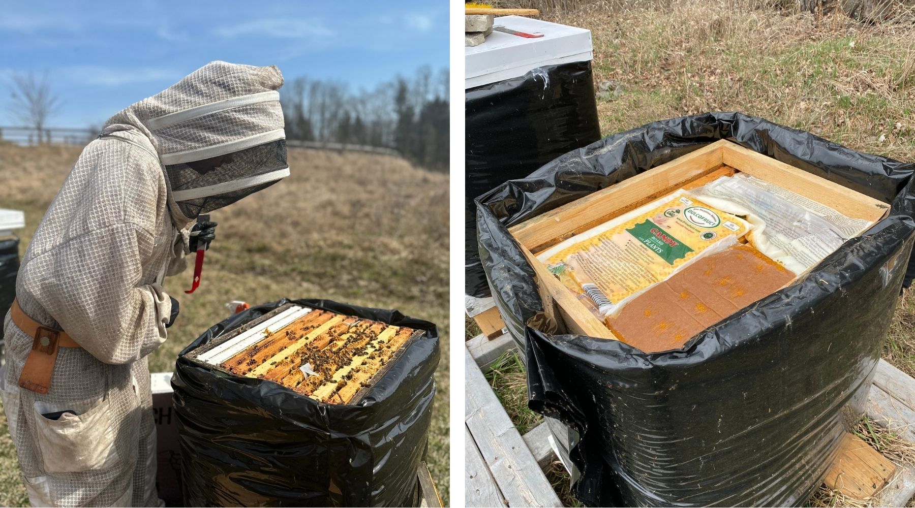 beekeeper feeding honey bees in the spring