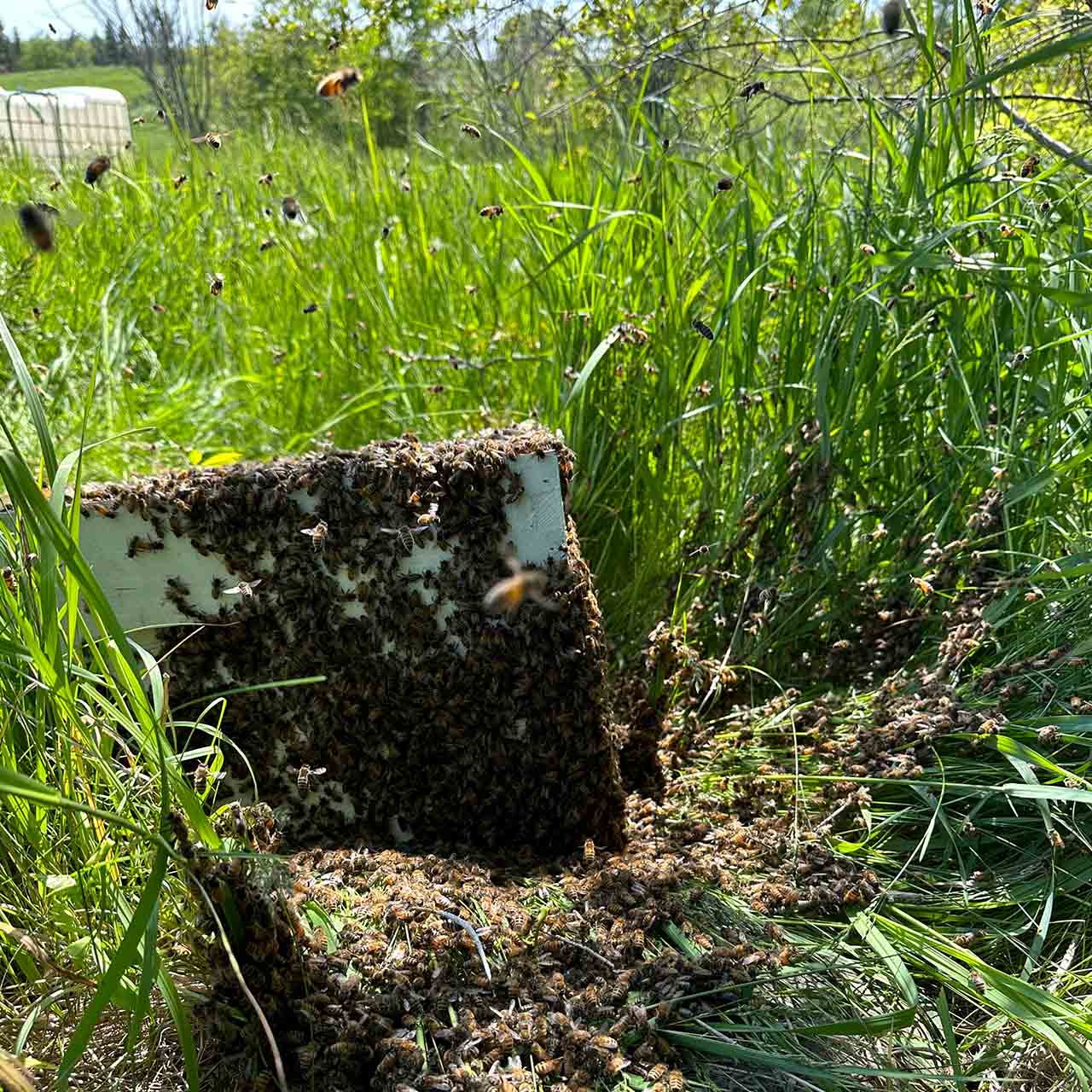 Swarm of bees at Kinghaven Farms