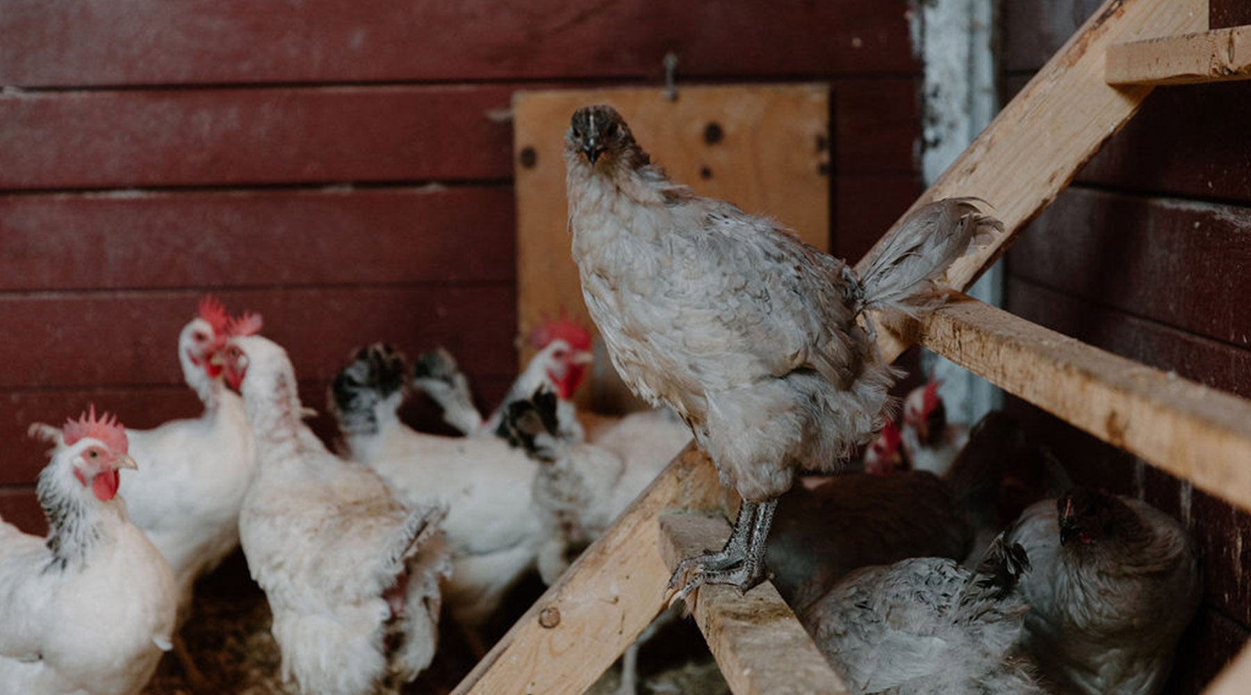 Raising healthy backyard chickens