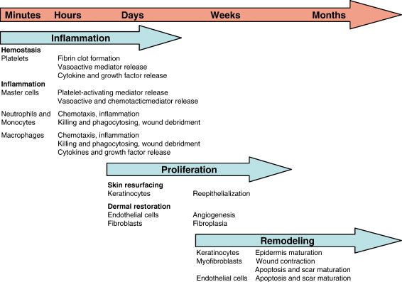 Figure 1: The healing of acute wounds occurs in three overlapping phases.