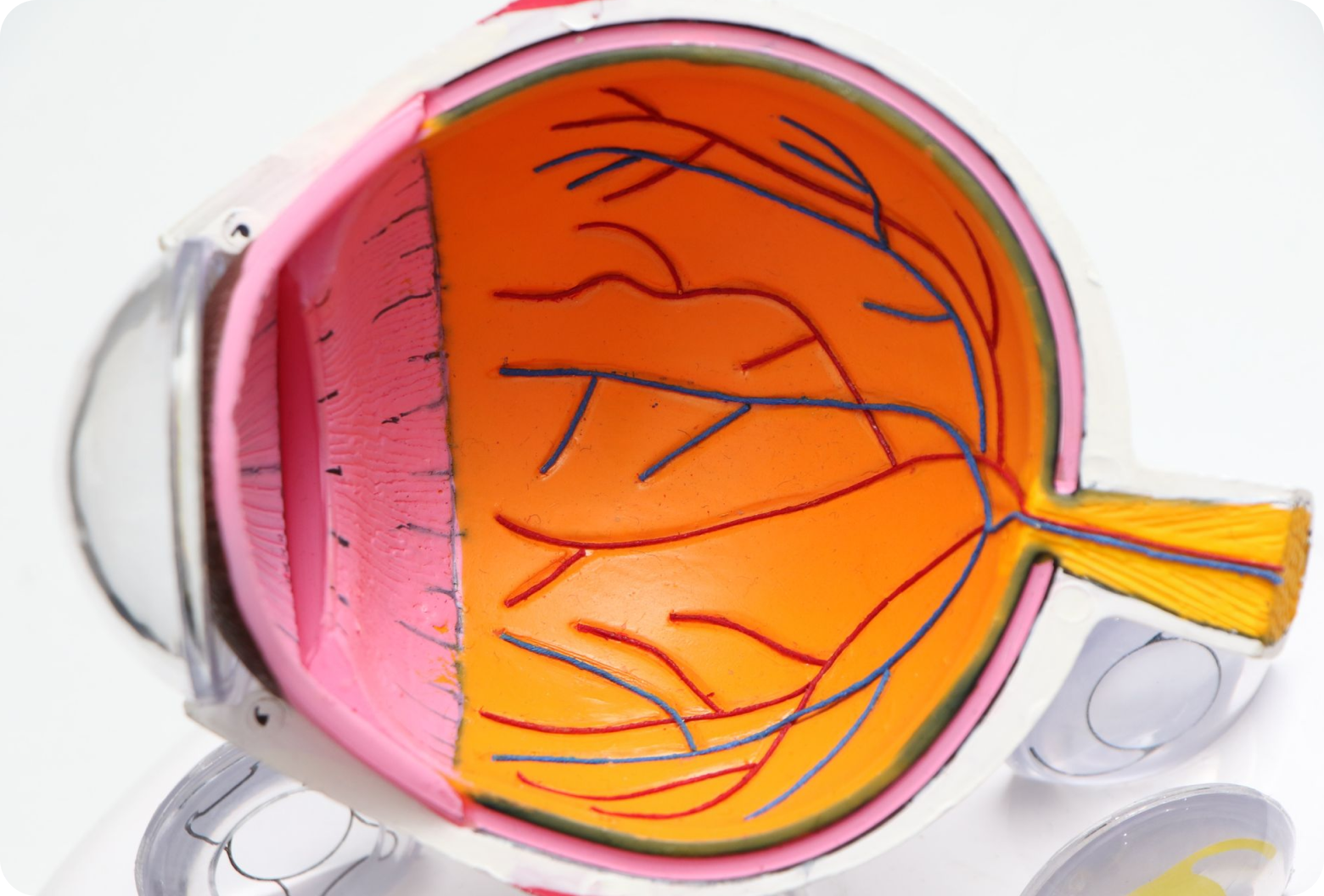 Anatomical illustration of the eye including nerves and blood vessels
