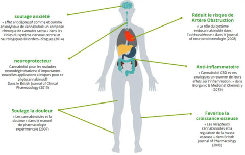 Effets du CBD sur le corps humain