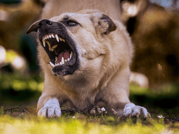 Aggression on dog