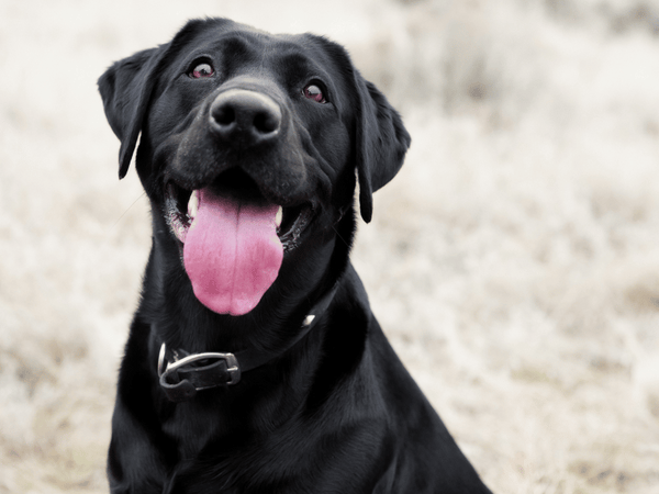 Red Light Therapy For Dog Autism