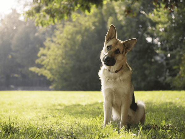 Dogs That Drool Excessively