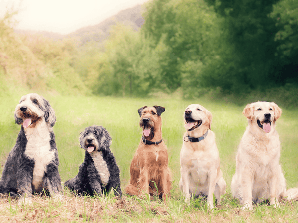 An image of group of dogs.