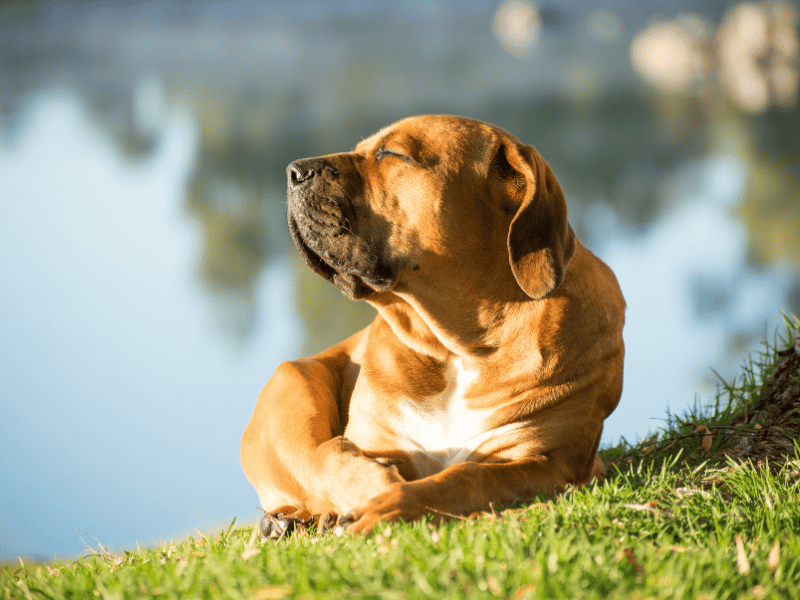 an image of a bull mastiff dog, bathing in the sun.