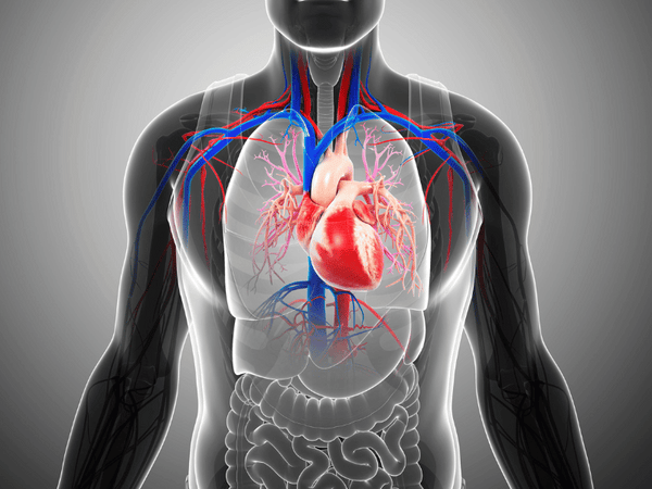 an x-ray image of a man's internal organs.