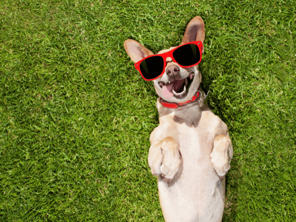 A dog lying on it's back while wearing a shades.