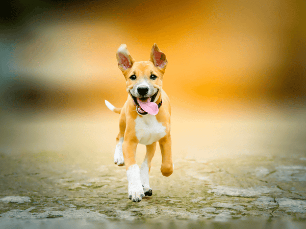 an image of a puppy with excellent mobility, running.