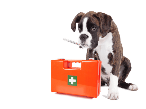 an image of a dog with a medicine box.