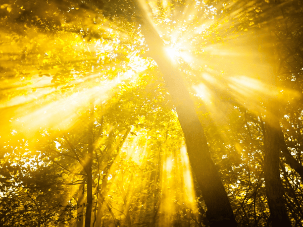 An image of sunlight passing through trees