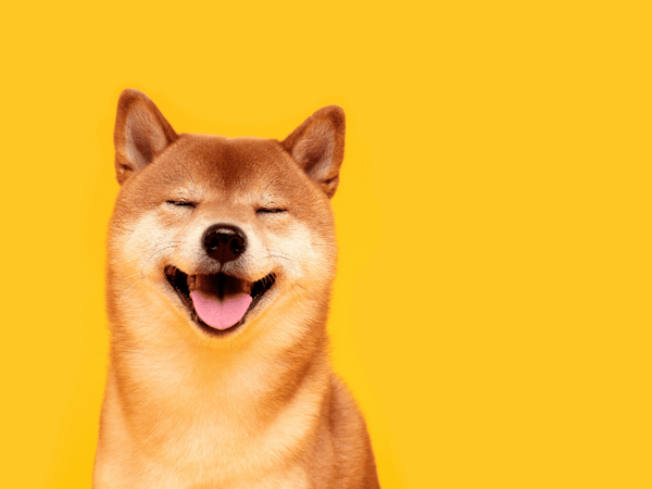 An image of a shiba inu dog on yellow background.
