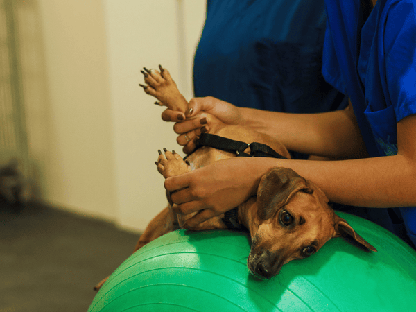 an image if a dog having physical therapy.