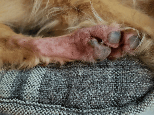 An image of a dog's leg with allergies