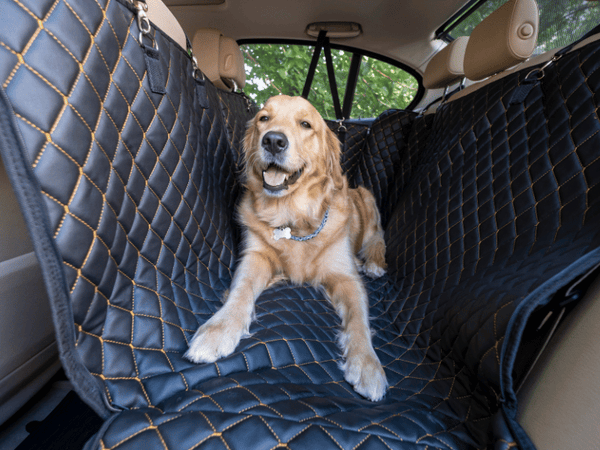 Travel anxiety on dog