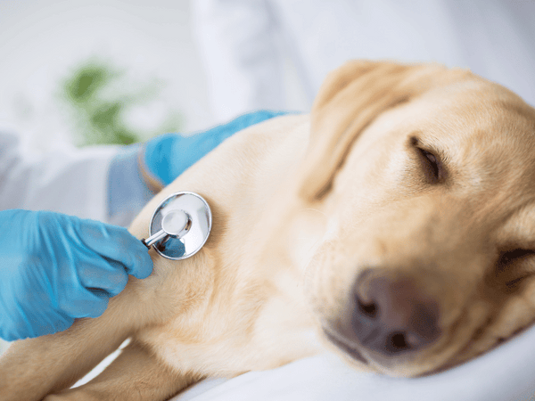 an image of a sick dog being checked by vet.