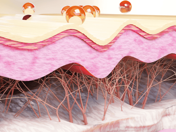 an cross section imaginary image of skin layers