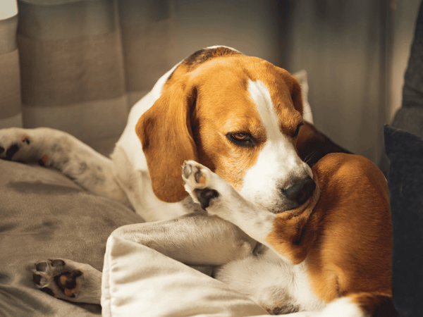 An image of a dog biting his leg.