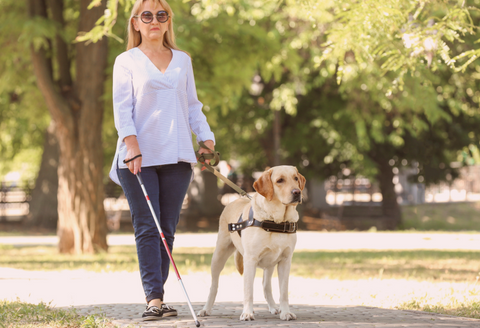 Blind woman walking with her guide dog through a park