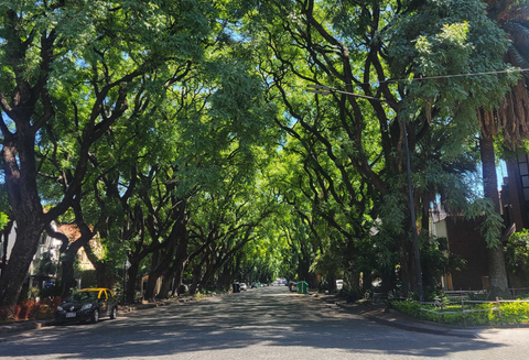 Tree lined street in Buenos Aires