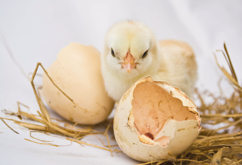Egg freezing journey: a chick and a couple eggs